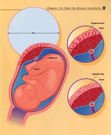 how the uterus contracts 2