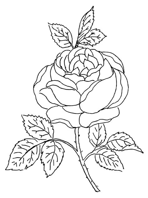 12 Desenhos De Rosas Para Colorir E Imprimir Online Cursos Gratuitos