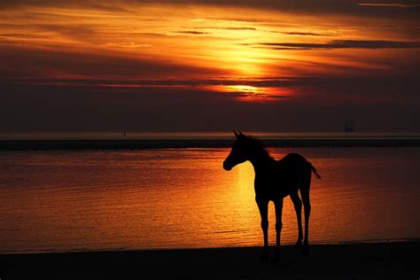 Mov png + alpha 30fps, 3840×. Horse Silhouette At Sunset Free Stock Photo - Public ...