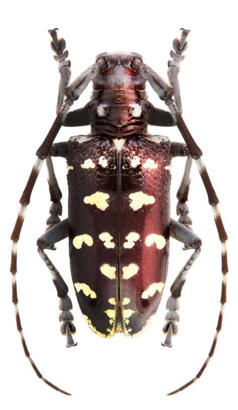 Anoplophora Malasiaca Genus Of Asian Longhorn Beetles Cerambycidae
