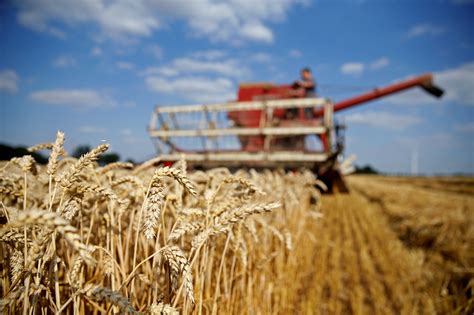 Global Wheat Supply To Crisis Levels Big China Stocks Wont Provide Relief
