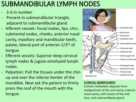 Lymphatic Drainage Of Head And Neck