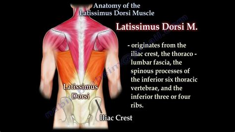Anatomy Of The Latissimus Dorsi Muscle Everything You Need To Know