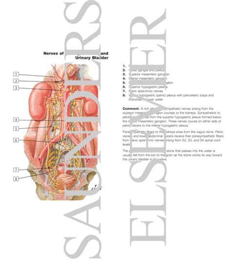Innervation Of Kidneys Ureters And Bladder Nerves Of Kidneys Ureters