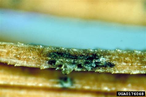Brown Spot Needle Blight Of Pine Mycosphaerella Dearnessii On Pine Pinus Spp 0176048