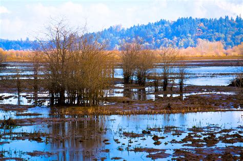 Nisqually Wildlife Refuge P6 Photograph By David Patterson Fine Art