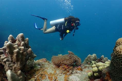 Koh Tao Diving Experience With Accommodation The Dearly Hostel Kkday