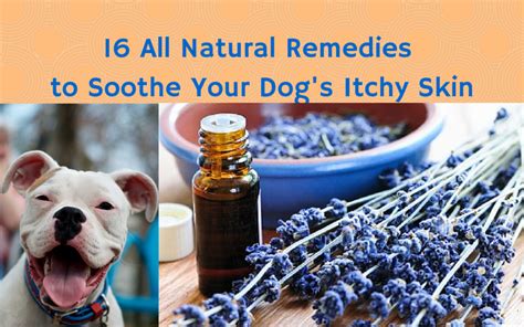 16 All Natural Remedies To Soothe Your Dogs Itchy Skin The Dog Bakery