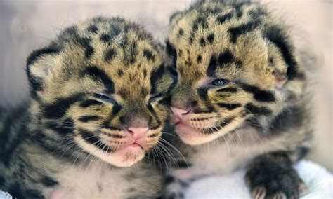 Baby Clouded Leopard In The Wild