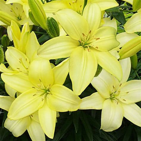 Lily Lilium Easy Vanilla Order Online In Eu Directly From Holland In 2022