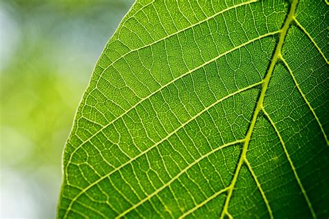 Leaves Leaf Walnut Free Photo On Pixabay Pixabay