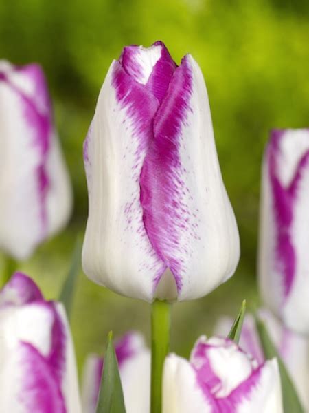 Buy Tulip Bulbs Tulipa Affaire Gold Medal Winning Harts Nursery