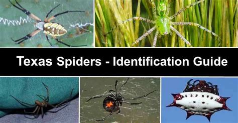 26 Types Of Texas Spiders With Pictures Identification Guide