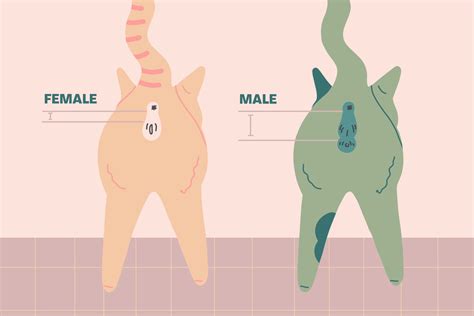 چگونه جنسیت بچه گربه ی خود را تعیین کنیم ايران پت استور