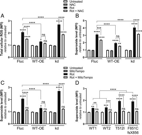 Atp13a2 Mediated Endo Lysosomal Polyamine Export Counters Mitochondrial