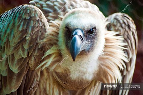 Close Up View Of Wild Cape Vulture South Africa Western Cape