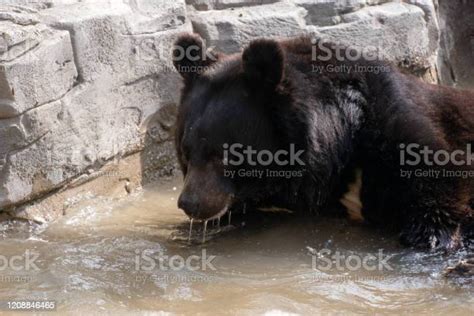 Tibetan Black Bear Taking A Bath Stock Photo Download Image Now