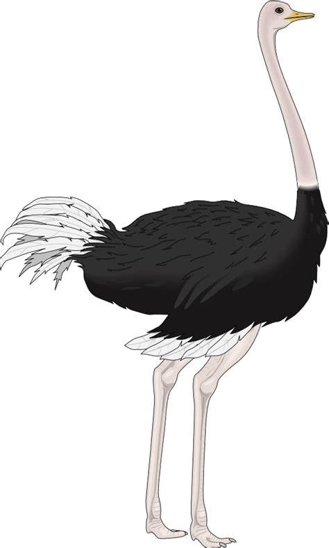 Free Ostrich Cliparts Download Free Ostrich Cliparts Png Images Free