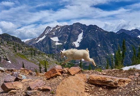 Mountain Goat Kid Jumping On Rocks On Lincoln Pass In Glacier National