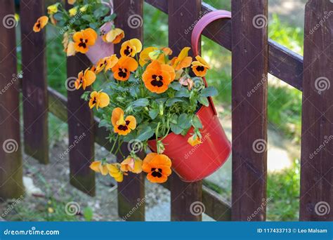 Pansies Of A Potty Hanging On A Fence Stock Image Image Of Botany