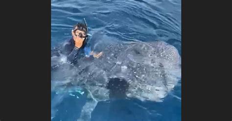 Snorkeler Riding Whale Shark Upsets Diving Community New Straits