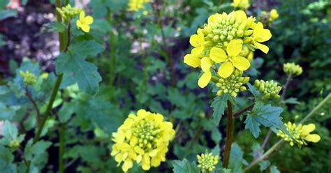 How To Save Mustard Green Seeds For Planting Gardeners Path