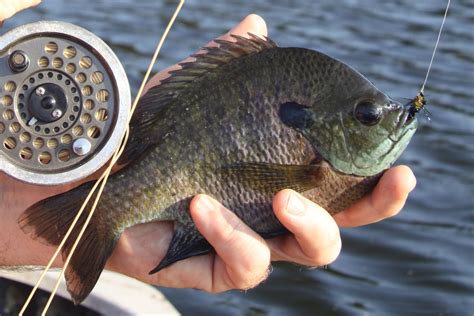 Flies Bluegill Red Ear Sunfish Crappie Sinking Flies For Panfish Fly