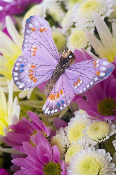 Butterfliesquenalbertini Lilac Color Butterfly Bellos Insectos