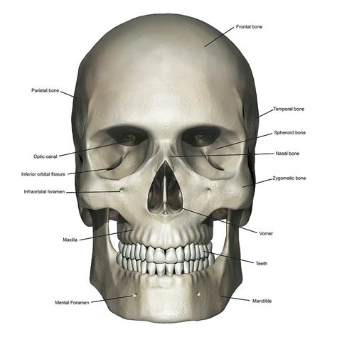 Human Skull Anterior View Images And Photos Finder
