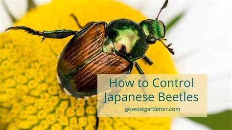 Tips On How To Control Japanese Beetles In Colorado