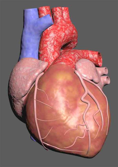 Heart Anatomy Animation