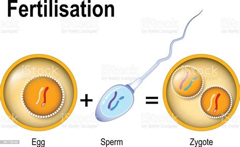 Fertilization Zygote Is Egg Plus Sperm Stock Vector Art 687728436 Istock