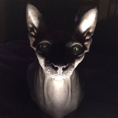 Pin By Gabriel On X Egyptian Cat Breeds Hairless Cat Sphynx Cat