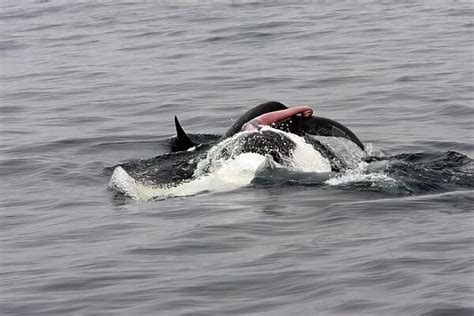 Killer Whale Orca Mating Pair The Male Rolls Upwards But