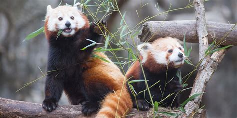 Is A Red Panda A Bear And More Red Panda Facts Smithsonians
