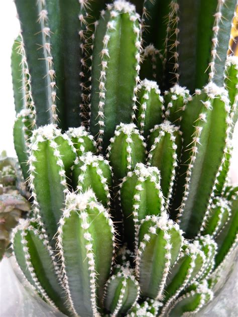 My Own Cactus And Succulent Kinds Of Ornamental Plants