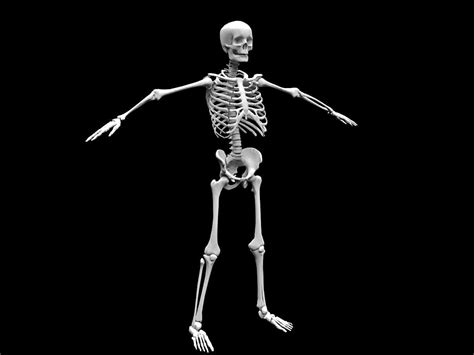 3d Model Realistic Human Skeletal System Cgtrader