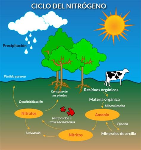 Los 5 Principales Ciclos Biogeoquímicos By Evelyn Chan Medium