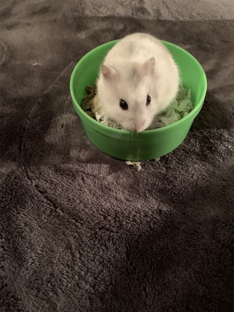 Page 2 Winter White Russian Dwarf Hamster For Sale 16