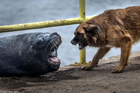 Sea Lion Squares Up Against A Dog After Grabbing A Fish