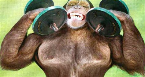 Watch This Monkey Is Training Hardcore To Get Gains