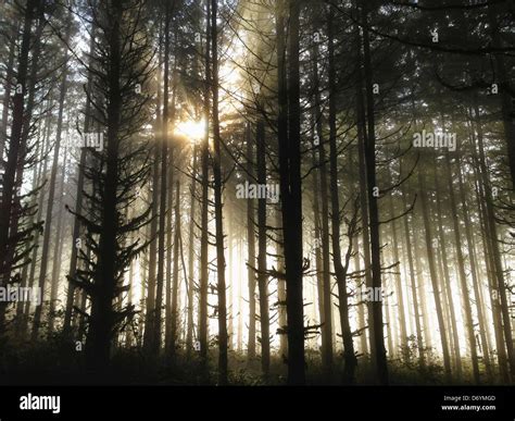 Sun Shining Through Forest Trees Stock Photo Alamy