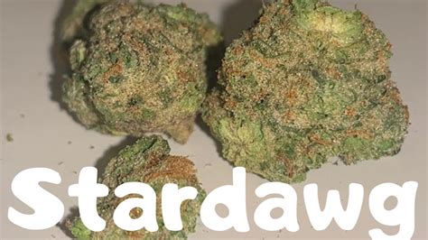 Stardawg Strain Review Youtube