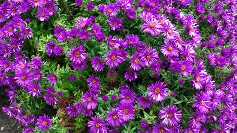 Native Plants And The Colour Purple Toronto Gardens