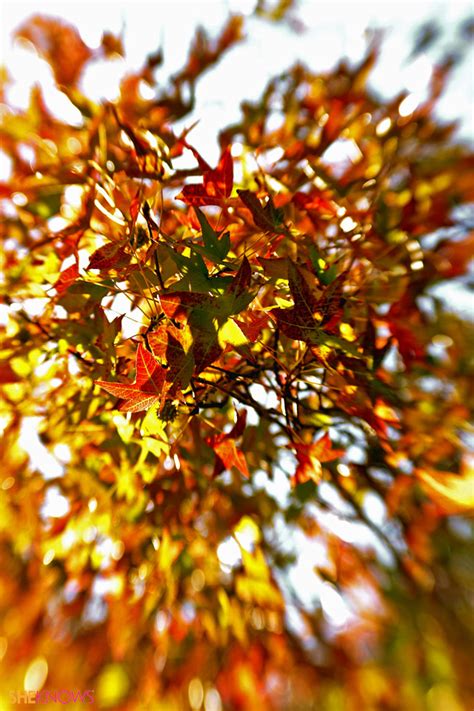 49 Fall Leaves Wallpaper Iphone On Wallpapersafari