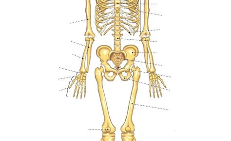 Esquema Del Esqueleto Humano Fotos Guia 2021 Otosection