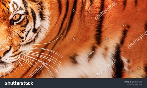 Tiger Background Amur Tiger Portrait Stock Photo 2090794378 Shutterstock