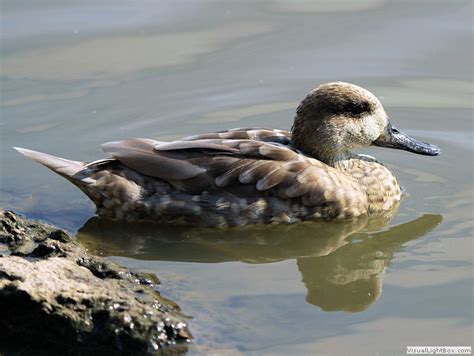 Identify Marbled Teal Or Marbled Duck Wildfowl Photography