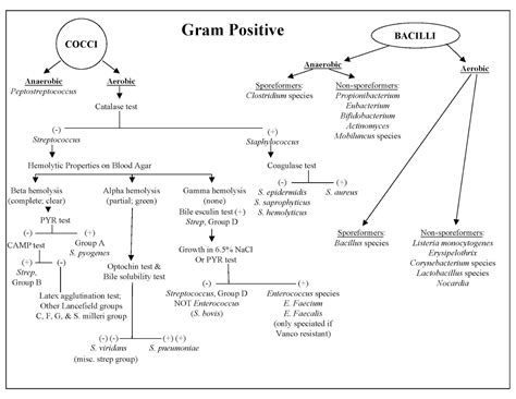 Gram Positive Cocci Chart