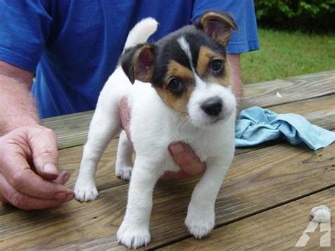 Living with parson jack russell terrier puppies is an experience, but it is not difficult if you know the rules: Jack russell puppies, Jack russells and Jack o'connell on ...